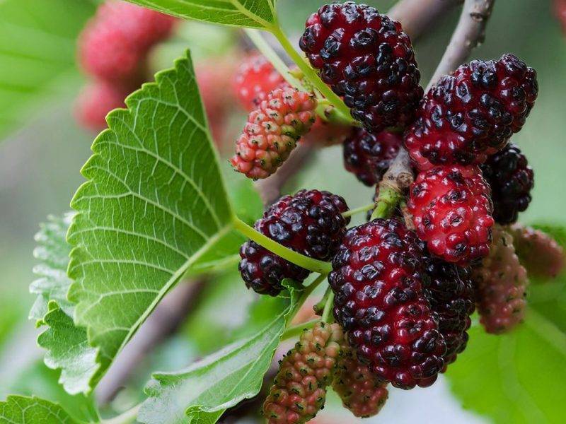 Шелковица купить саженцы из питомнике в Рыбинске