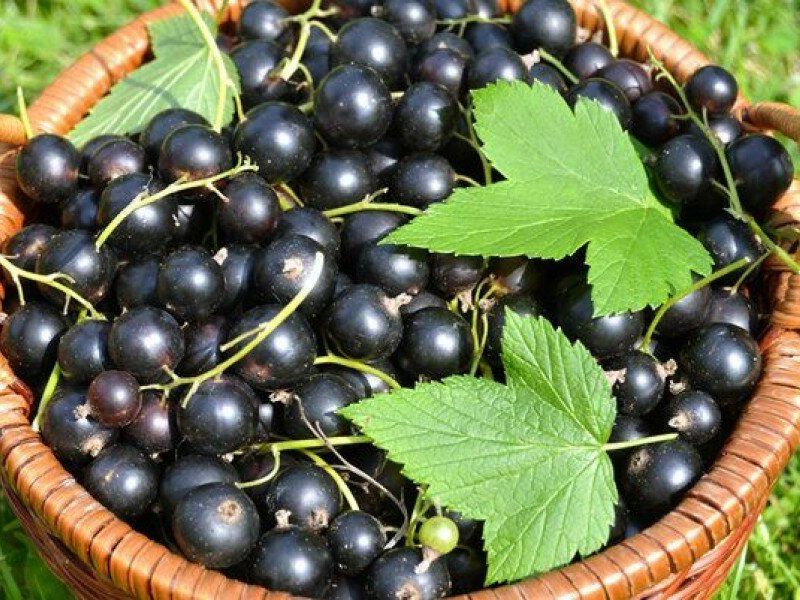 Смородина купить саженцы из питомника в Рыбинске