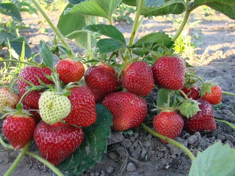 Клубника купить саженцы из питомника в Рыбинске