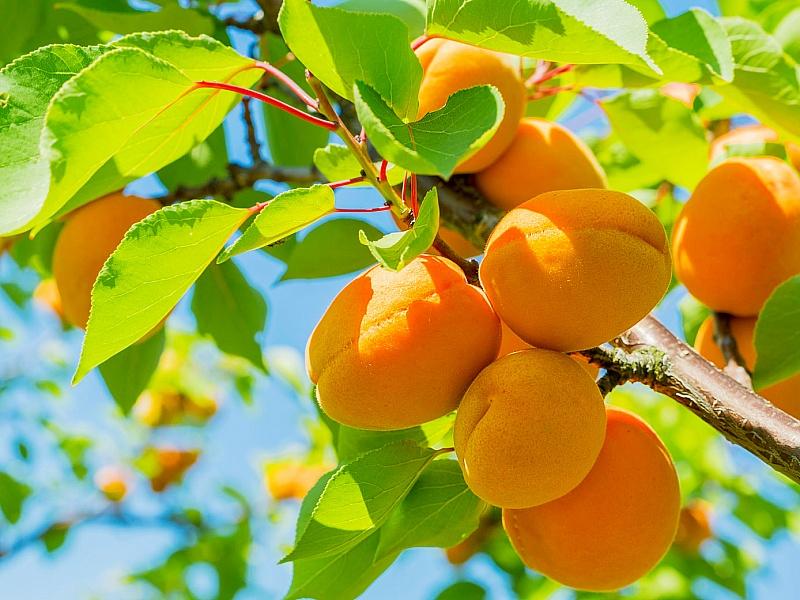 Абрикос купить саженцы из питомнике в Рыбинске