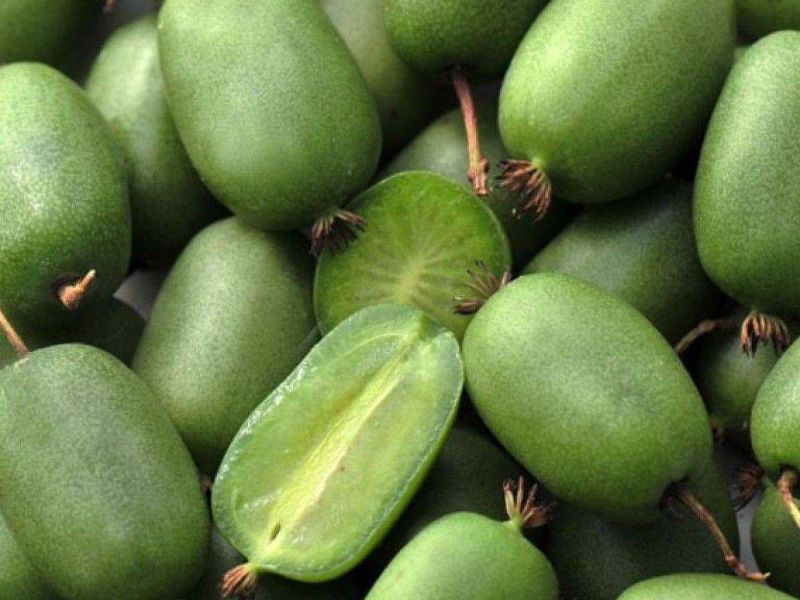 Актинидия купить саженцы из питомнике в Рыбинске