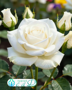 Роза "АНАСТАСИЯ"