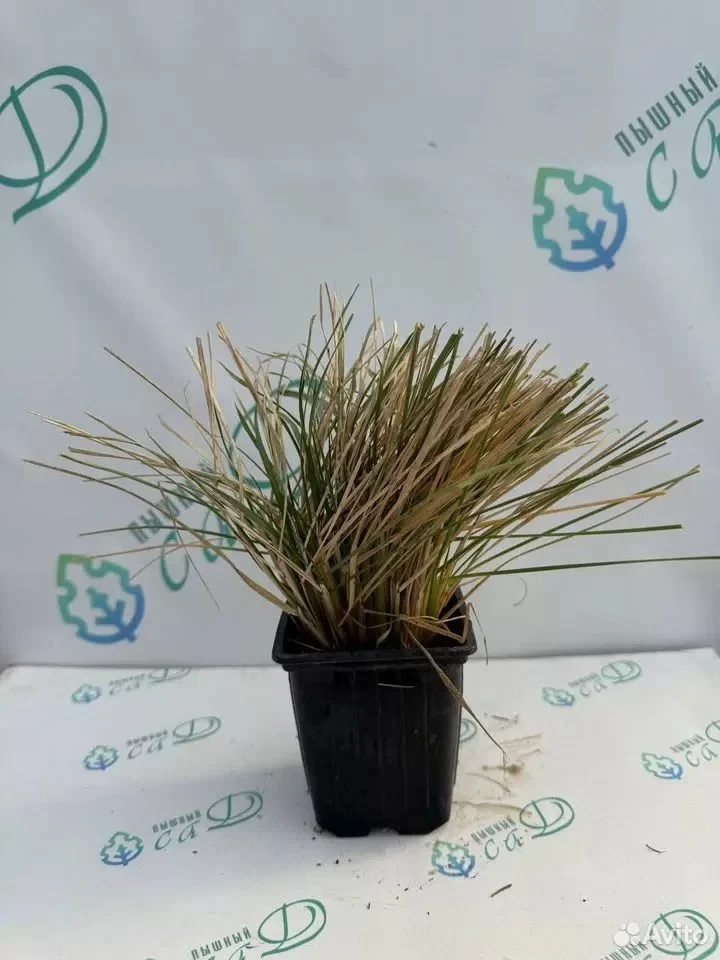 ПАМПАСНАЯ ТРАВА (КОРТАДЕРИЯ) БЕЛАЯ САЖЕНЕЦ