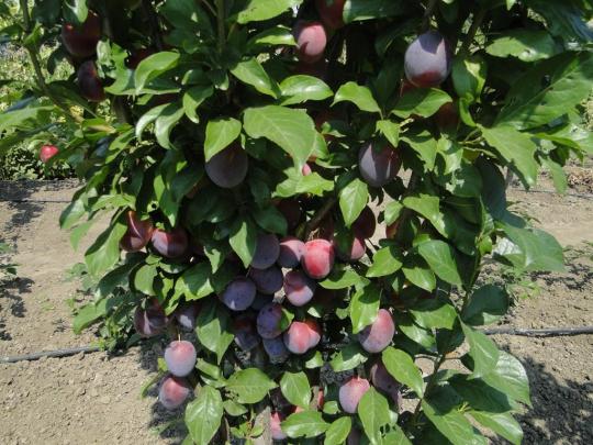 Слива колоновидная "БЛЮ СВИТ"