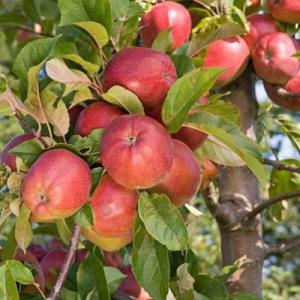 Яблоня "ГЛОСТЕР"